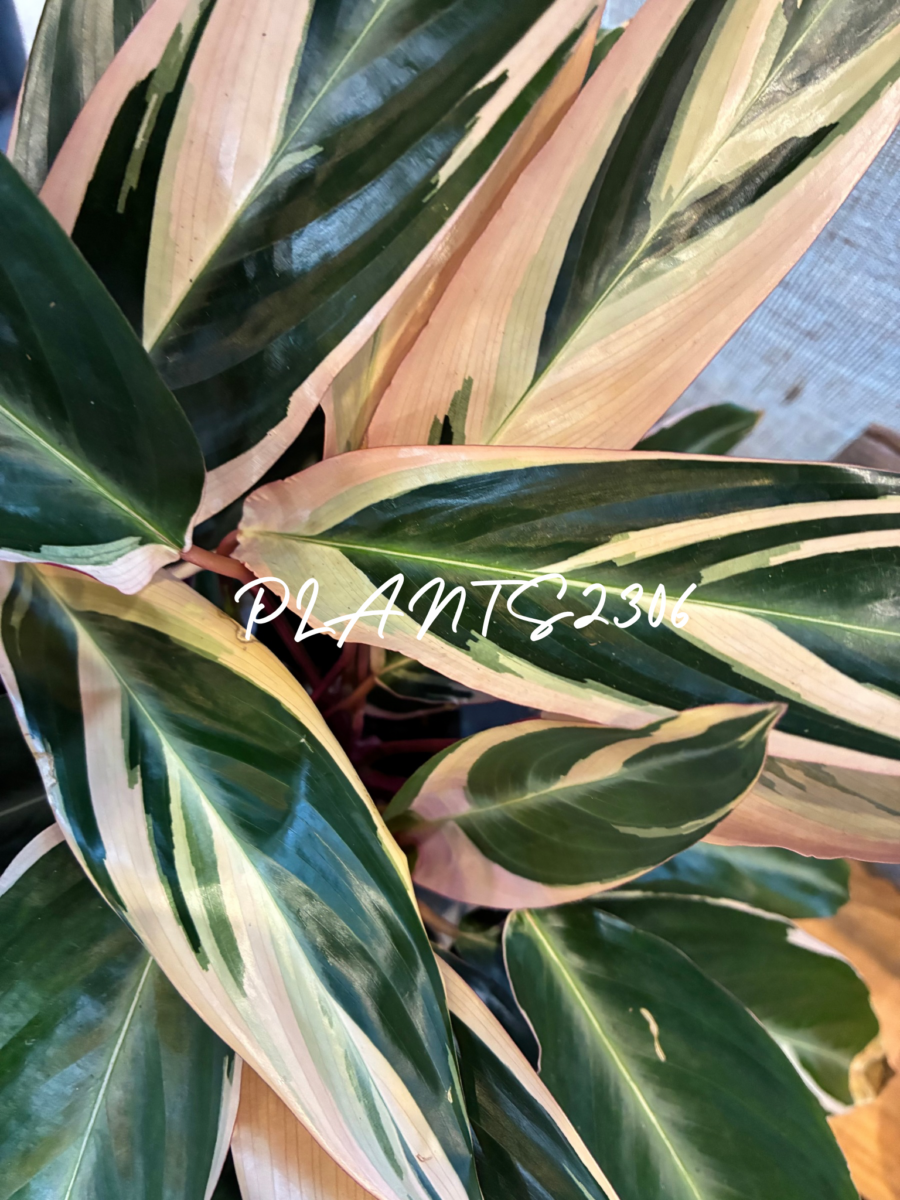 PLANTS2306【3/23(月)はPLANTSDAY！】