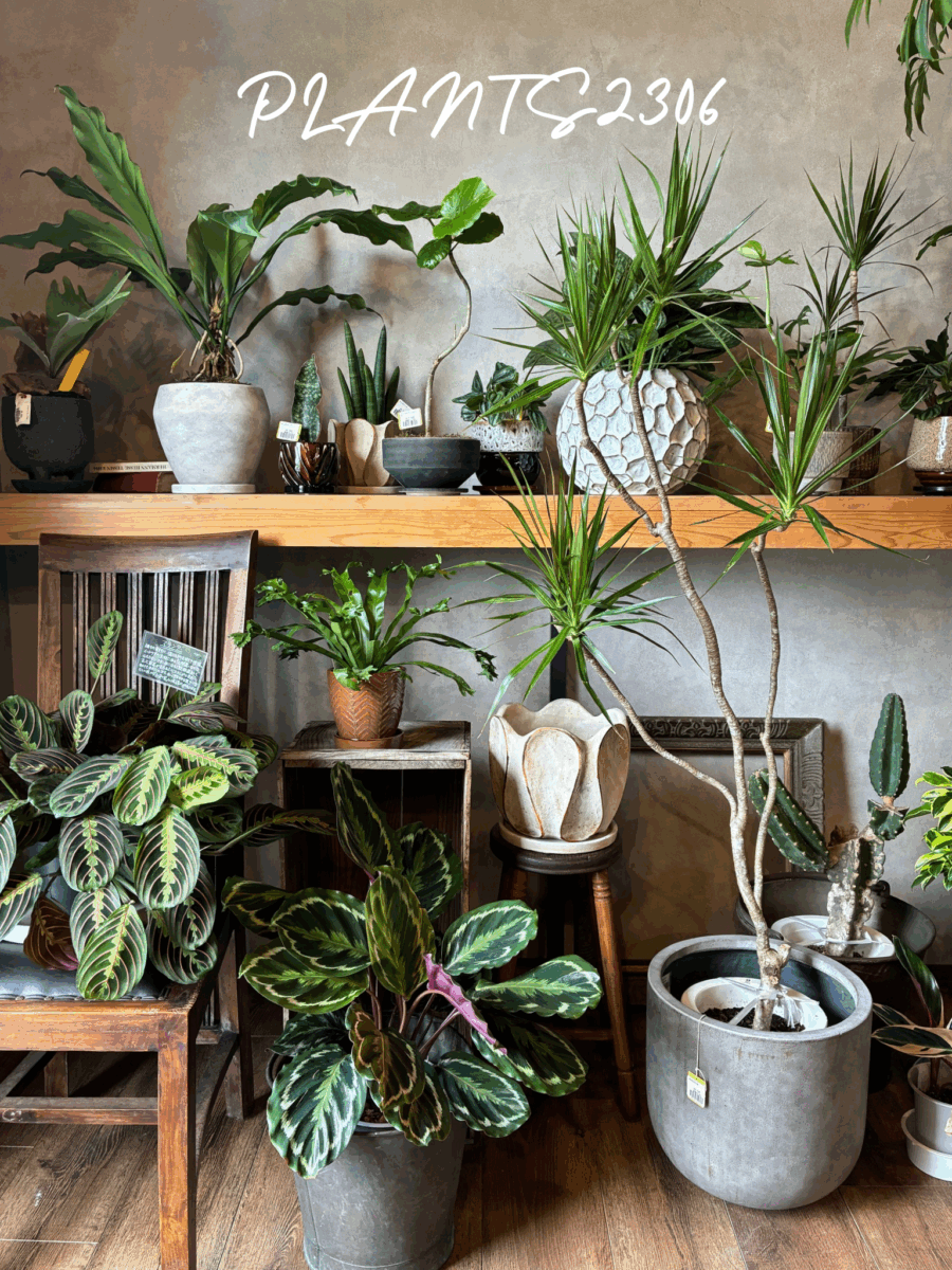 PLANTS2306【明日はPLANTSDAY】