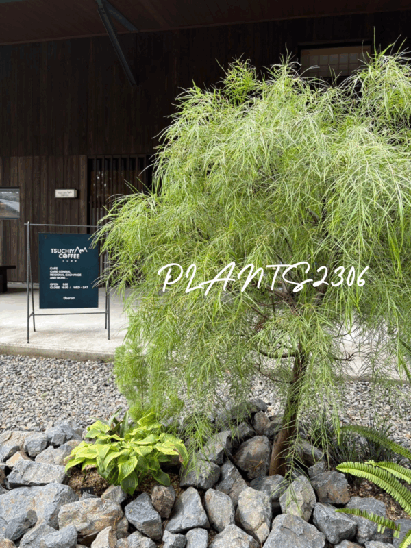 PLANTS2306【植栽のご紹介】
