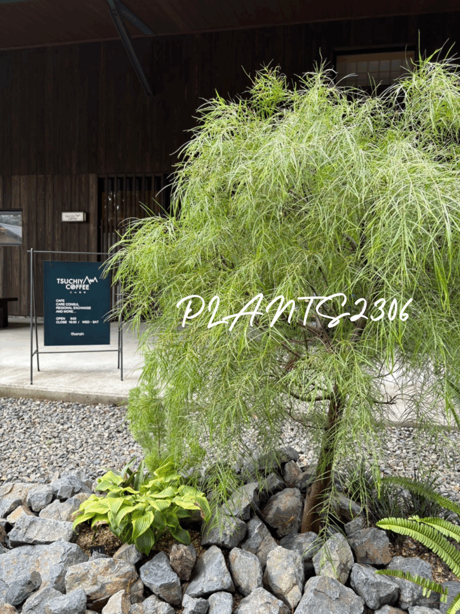 PLANTS2306【植栽のご紹介】