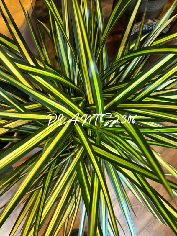 PLANTS2306【9月のお知らせ】