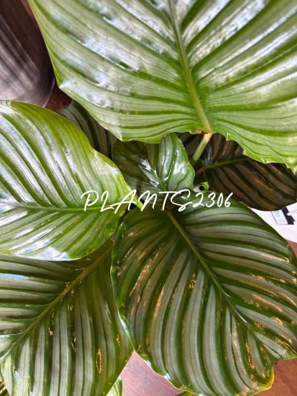 PLANTS2306【年末年始のお知らせ】