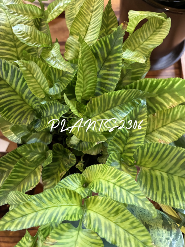 PLANTS2306【６月のお知らせ】