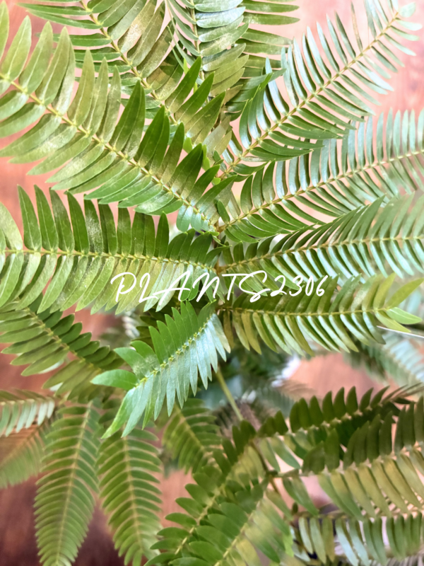 PLANTS2306【2/23(祝・月)はPLANTSDAY!】