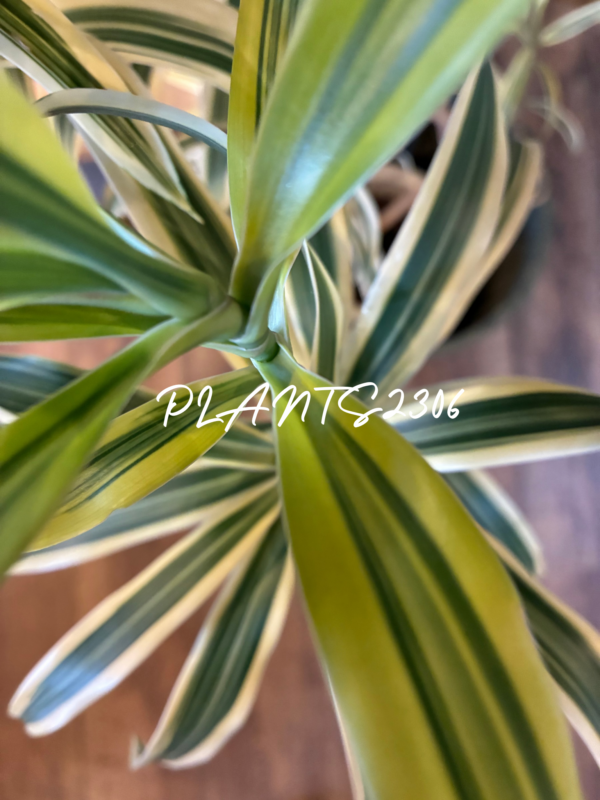 PLANTS2306【４月のお知らせ】