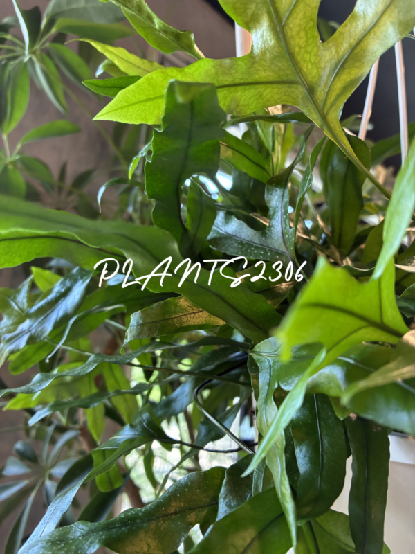 PLANTS2306【8/23(日)はPLANTSDAY!】