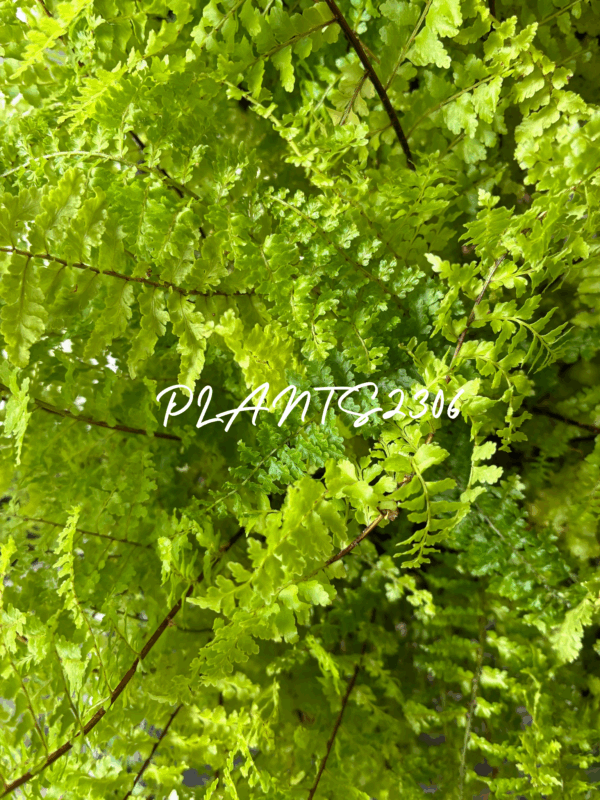 PLANTS2306【10月のお知らせ】