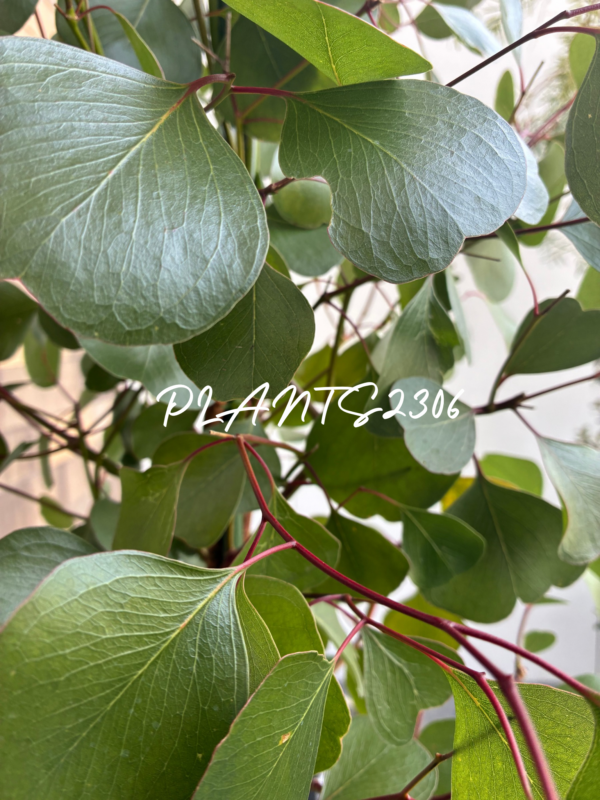 PLANTS2306【1/23(金)はPLANTSDAY!】