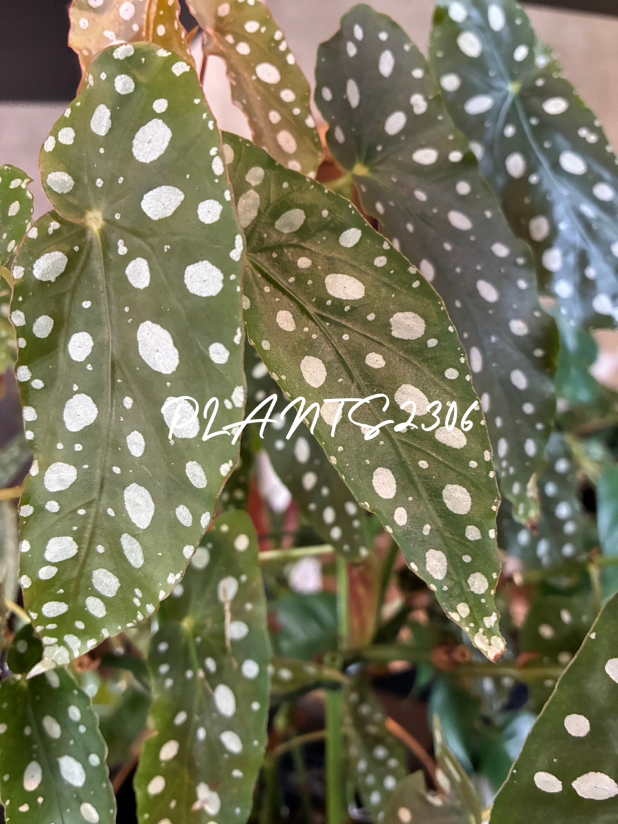 PLANTS2306【12月のお知らせ】