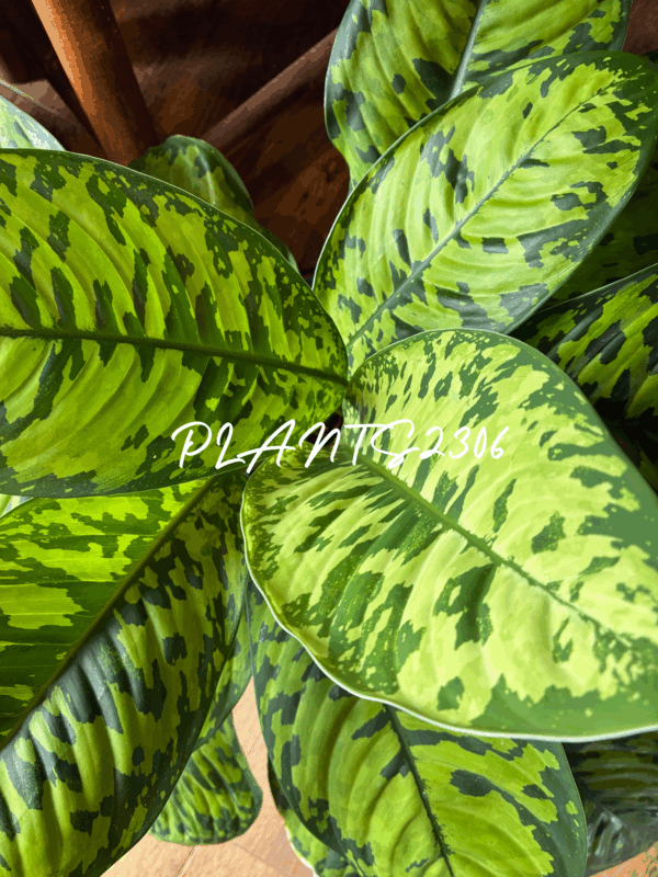 PLANTS2306【10/23(木)はPLANTSDAY！】