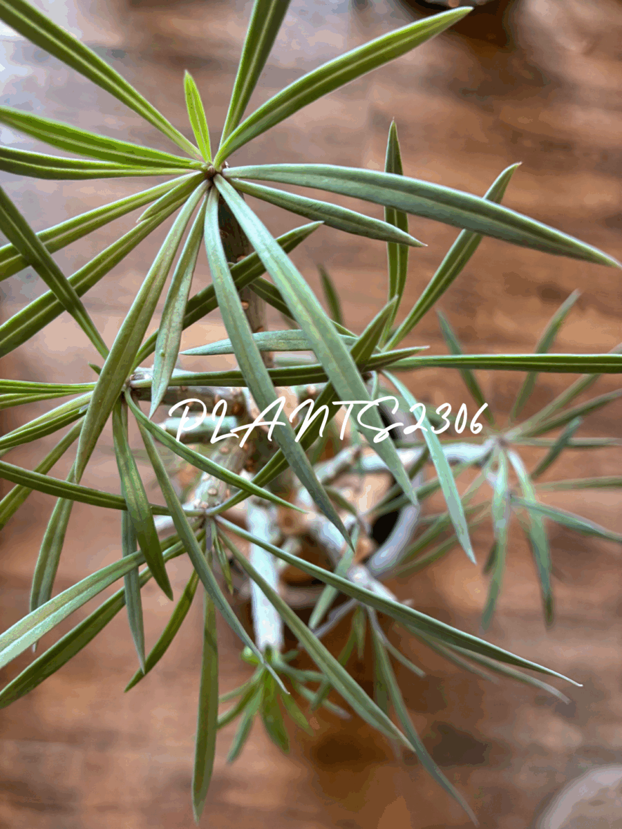 PLANTS2306【11/16(日)はラヴニールゴールド!】