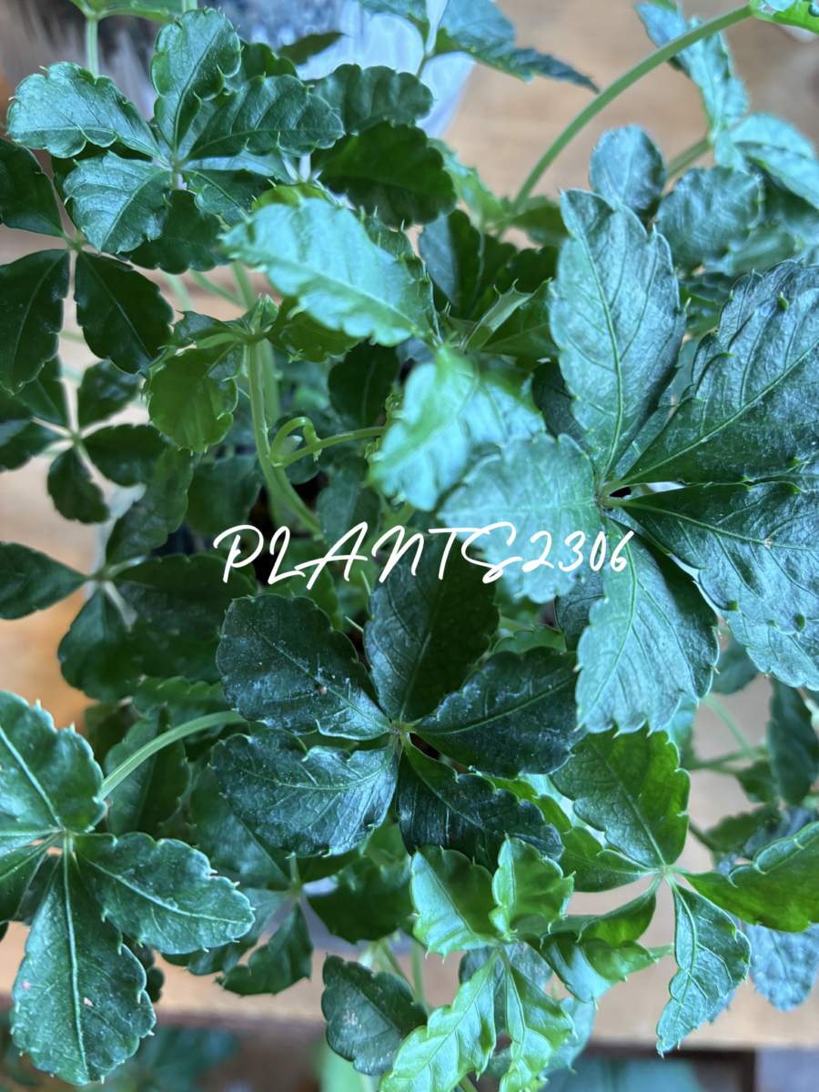 PLANTS2306【7月のお知らせ】
