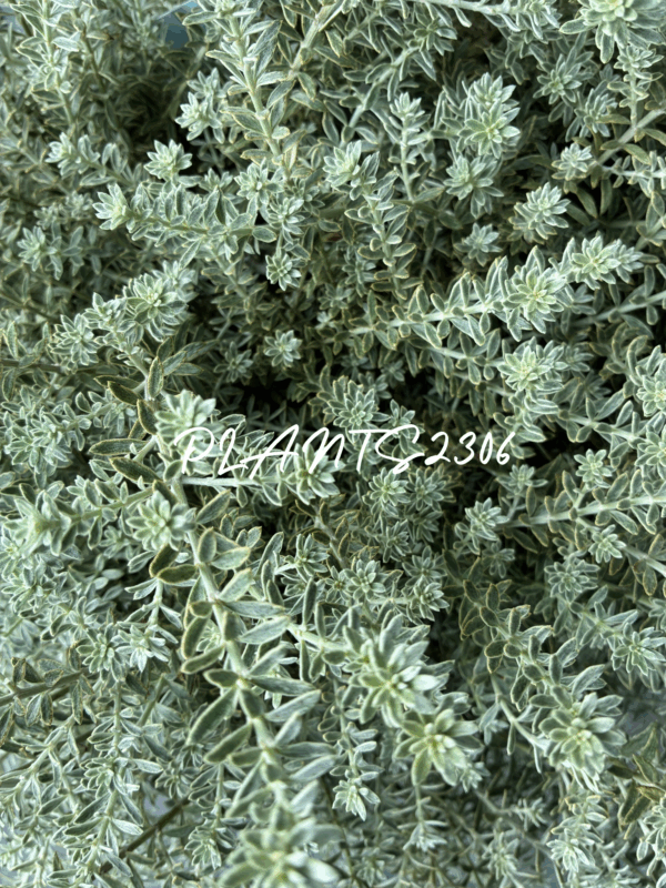 PLANTS2306【９月のお知らせ】