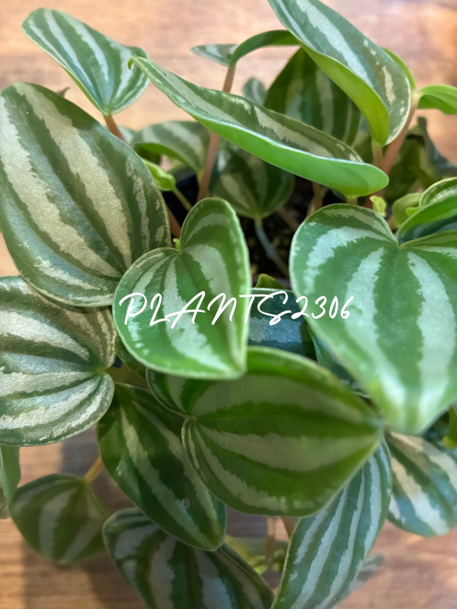 PLANTS2306【3月のお知らせ】