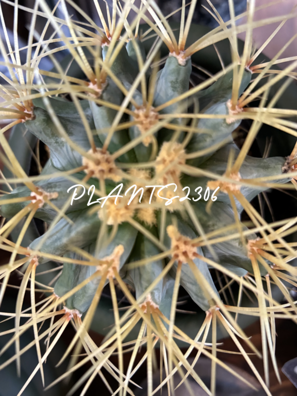 PLANTS2306【7/23(木)はPLANTSDAY!】