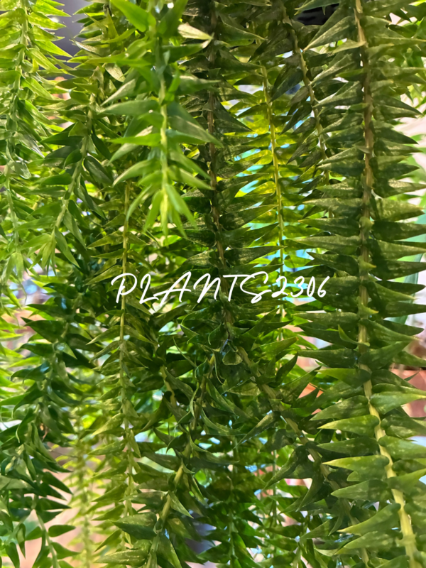 PLANTS2306【10月後半のおしらせ】