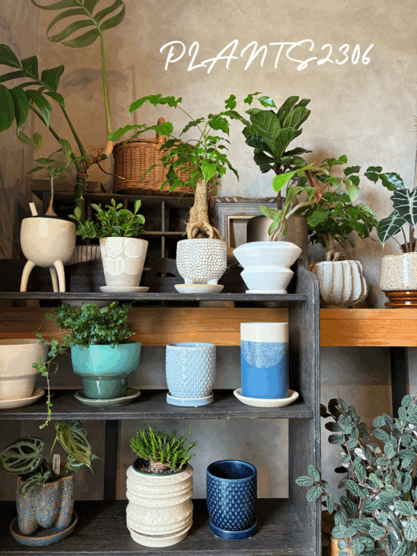 PLANTS2306【6/23(月)はPLANTSDAY！】