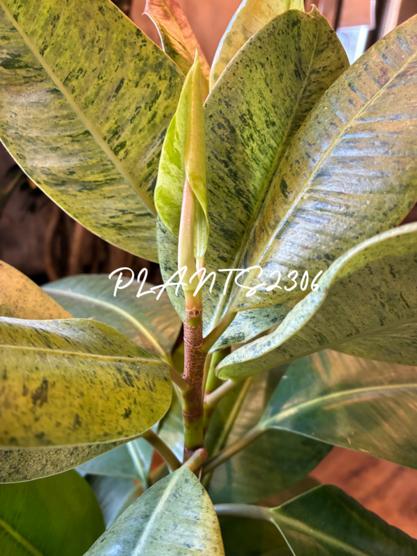 PLANTS2306【4/23は(木)は PLANTSDAY!】