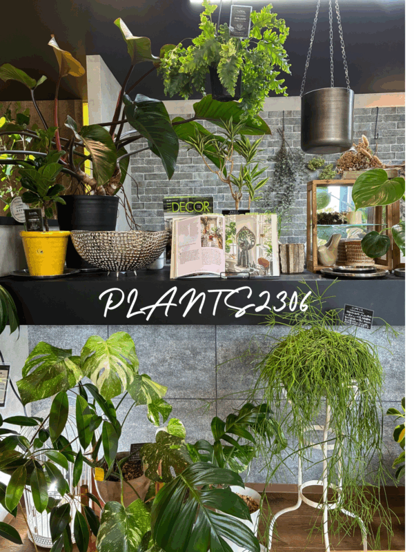 PLANTS2306【８月のおしらせ】