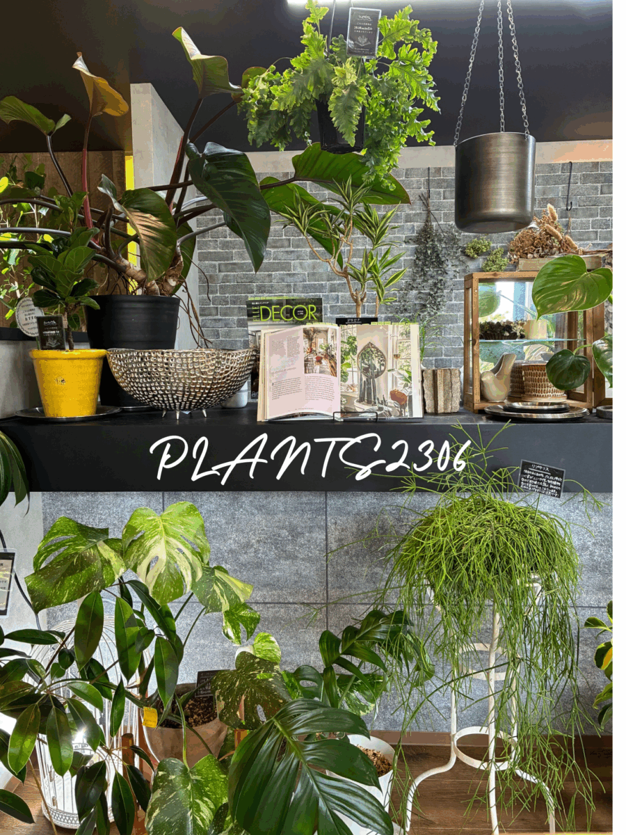 PLANTS2306【８月のおしらせ】