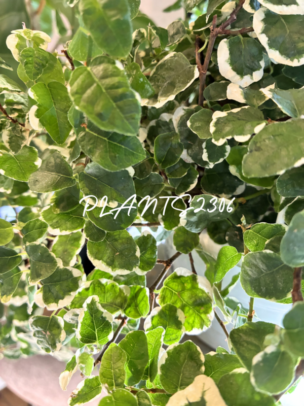 PLANTS2306【5/23(土)はPLANTSDAY!】