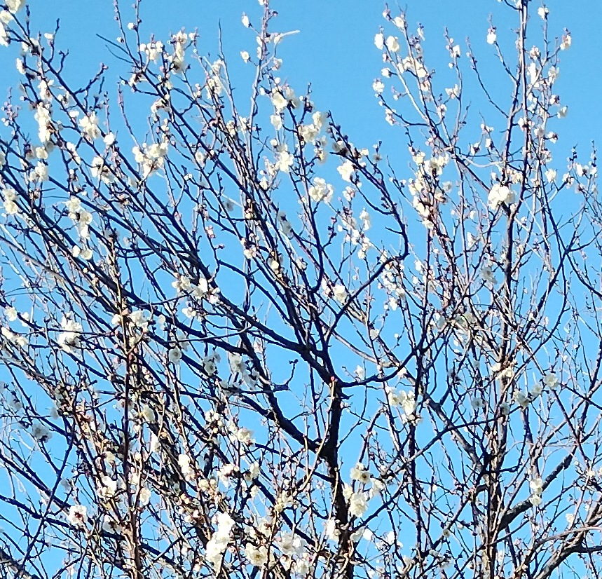 梅が咲き始めました
